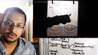 Neural tube Concept  Arrangement of Nuclei in Brainstem amp Spinal cord [upl. by Dnaltiak]
