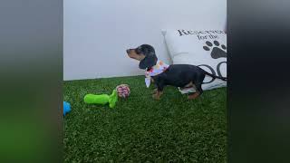 Georgette  Miniature Dachshund Puppy for Sale in Dallas Texas [upl. by Rabassa]