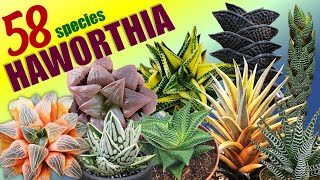 58 HAWORTHIA SPECIES  HERB STORIES [upl. by Eldoria450]