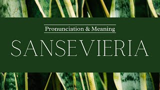 How to Pronounce Sanseviera  British Pronunciation amp Meaning [upl. by Hildagard]