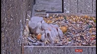 Ealing Hospital welcomes two new peregrine falcons UK [upl. by Elehcir]