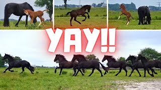 All horses at full gallop into the meadow  Friesian Horses [upl. by Araccat911]