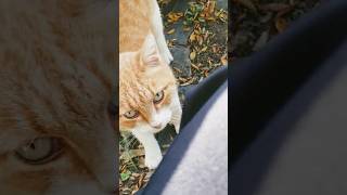 MIAO MIAO MIAO cat shorts catlover shortvideo shortsyoutube shorts cute [upl. by Erret]