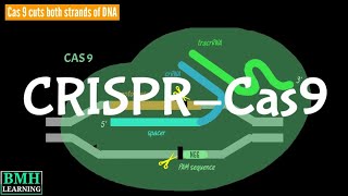 CRISPRCas9  CRISPR Assay  How CRISPRCas9 Works [upl. by Aissat]