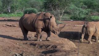 De verstoten leeuw en de verstoten olifant Witte neushoorns en een grote groep buffels [upl. by Esch]