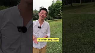 Chinese Expat About The Best Things in Singapore shorts singapore [upl. by Woehick496]