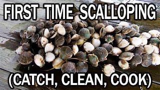 Gulf Coast Scallops Catch Clean and Cook EASY [upl. by Shoshanna]