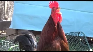 Rooster crowing lots of crowing and large iguana stuck in fence [upl. by Bixler]