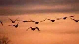 Geese Lift Off at Hallbrook Pond [upl. by Bernette]