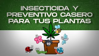 INSECTICIDA y PREVENTIVO CASERO para tus PLANTAS [upl. by Ahsiekyt150]