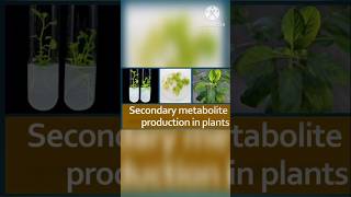 Production of secondary metabolites in plant tissue culture [upl. by Etta]