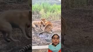 Kutta aur Sher ki ladai animals tiger lion funnyvideos [upl. by Roti]