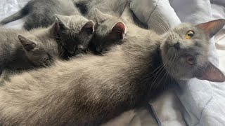 3 petits chats Chartreux naissance et évolution [upl. by Ttemme]