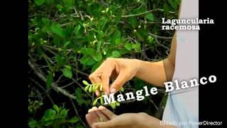 Mangle Blanco Laguncularia racemosa [upl. by Roleat]