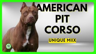 AMERICAN PIT CORSO UNIQUE MIX OF THE CANE CORSO [upl. by Hera]