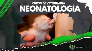 NEONATOLOGÍA EN LA VETERINARIA  CLASE 01 [upl. by Hyozo421]