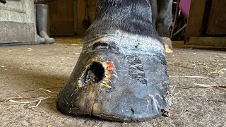 Shoeing A Horse With A Huge Hole In It’s Hoof [upl. by Irv20]