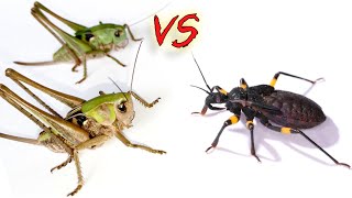 Кузнечики vs Клоп хищнец Кто победит Katydids vs Assassin bug 螽斯 vs 刺客蟲 [upl. by Vivle]