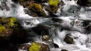 Hoh Rain Forest  Washington State [upl. by Leinod]