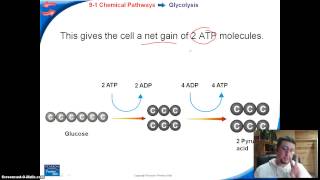 Cellular Respiration  3 parts [upl. by Rebane]