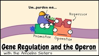 Gene Regulation and the Operon [upl. by Velvet]