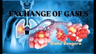 ALVEOLI  Exchange of gases  Respiratory system [upl. by Nethsa]