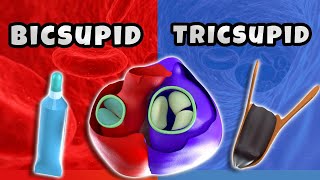 Why does the right heart has tricuspid valve and the left has bicuspid  3D ANIMATED Lecture [upl. by Esmeralda]