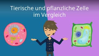 Tierzelle vs Pflanzenzelle  Vergleich  Studyflix [upl. by Hentrich]