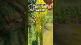 Jual Lumut Segar Untuk Umpan Mancing lumutbusa lumutsuper lumutsawah lukutbusa lukut umpan [upl. by Congdon]