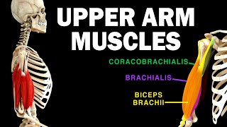 UPPER LIMB MUSCLES 36  UPPER ARM MUSCLES [upl. by Beulah]