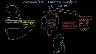 Métabolisme phosphocalcique  Docteur Synapse [upl. by Cissej]