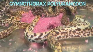 Gymnothorax polyuranodon [upl. by Nylsor]