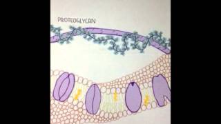 carbohydrate membrane types and function [upl. by Akinot]