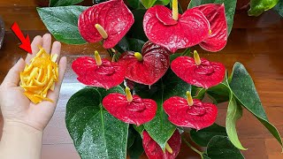 This causes any Anthurium plant to flower and grow like crazy  Natural Fertilizer [upl. by Regine675]