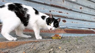 A hungry stray cat meows loudly looking for food on a sandy beach ASMR [upl. by Aketal311]