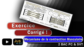 Exercice Corrigé  Mécanisme de la contraction musculaire [upl. by Fabri]