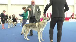 Specialty Czechoslovakian Wolfdog Males Champion Class [upl. by Anilemrac252]