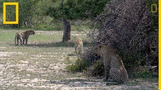 Un leopardo macho se aparea con dos hermanas  National Geographic en Español [upl. by Meakem]