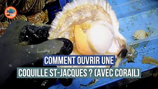 Comment décortiquer une coquille Saint Jacques  avec du corail [upl. by Llesirg151]