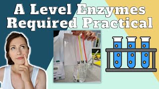 Enzymes Required Practical  A level Biology The effect of a variable on the rate of reaction [upl. by Nilorac]