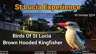 St Lucia Experience  30 October 2024  Birds Of St Lucia Brown Hooded Kingfisher [upl. by Nol324]