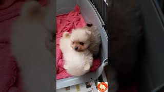 Teacup Pomeranian puppies playing AnjulaPomeranians Toy Poms short [upl. by Gardy]