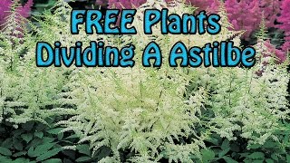 FREE Plants Dividing A Large Astilbe Flower Easy amp Quick [upl. by Irmine]