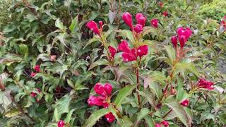 Sonic Bloom Red Weigela  Garden Crossings [upl. by Alarice]