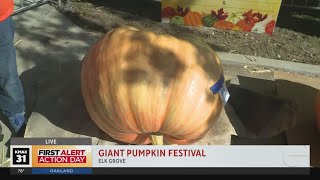 Elk Grove Giant Pumpkin Festival Part 1 [upl. by Zsamot]