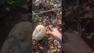 Puffball Calvatia gigantea [upl. by Aleak]