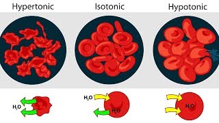 Osmolarity Osmolality and Tonicity [upl. by Dent]