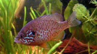 My Pumpkinseed sunfish in tankSonnenbarsch im Aquarium24 [upl. by Bore]