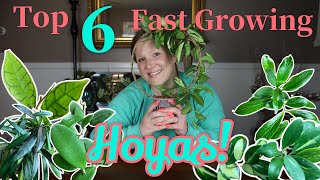 Top 6 Fast Growing Hoyas Hoyas for Beginners Hoyas that Bloom in 1 Year [upl. by Rotkiv241]