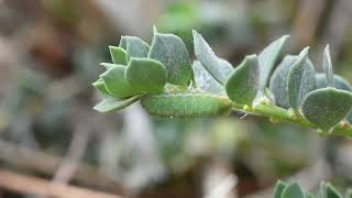 Η κάμπια της πεταλούδας Freyeria trochylus  Butterflies of Crete [upl. by Yrrum]